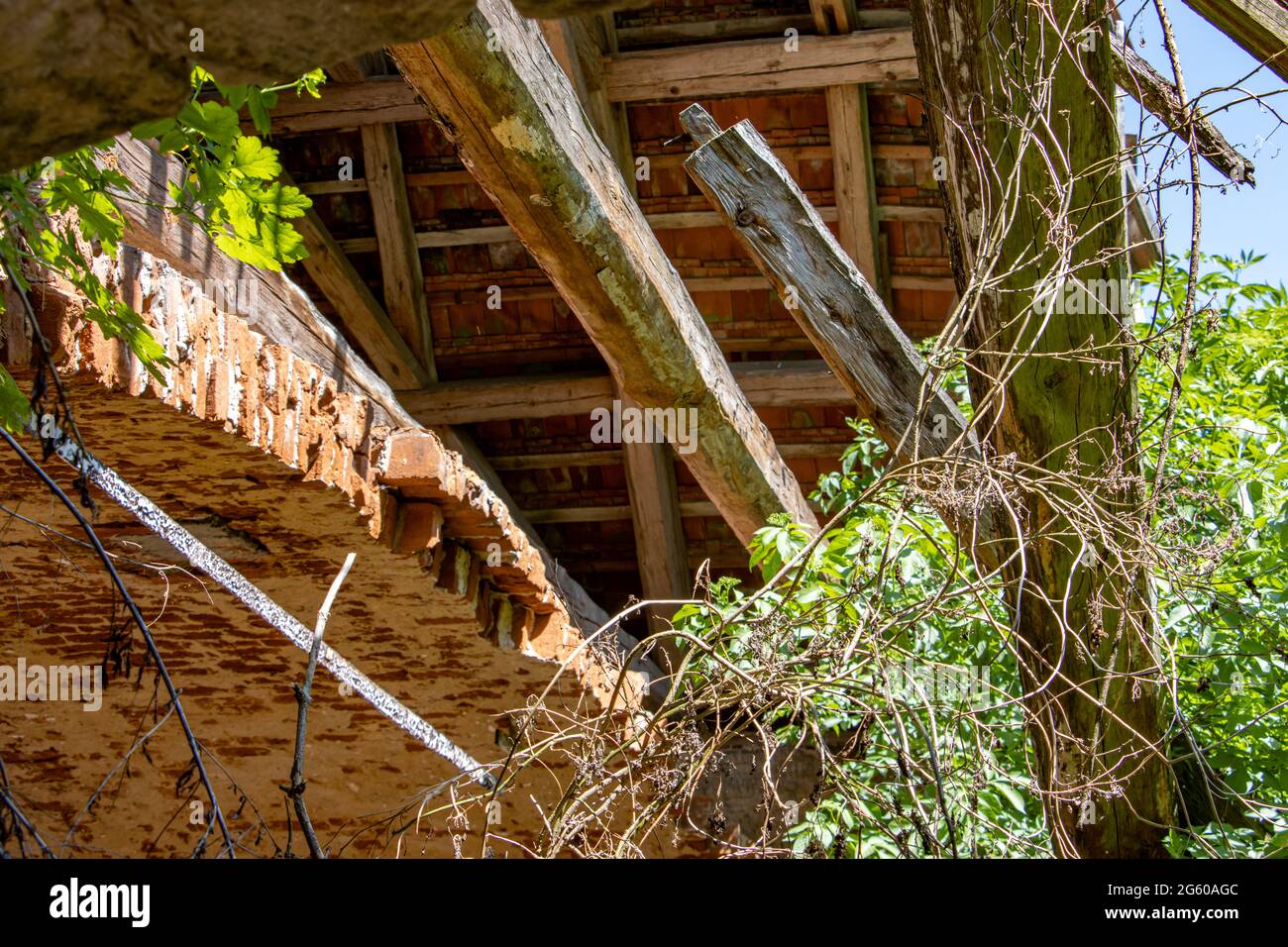 Le piante crescono attraverso la casa danneggiata Foto Stock