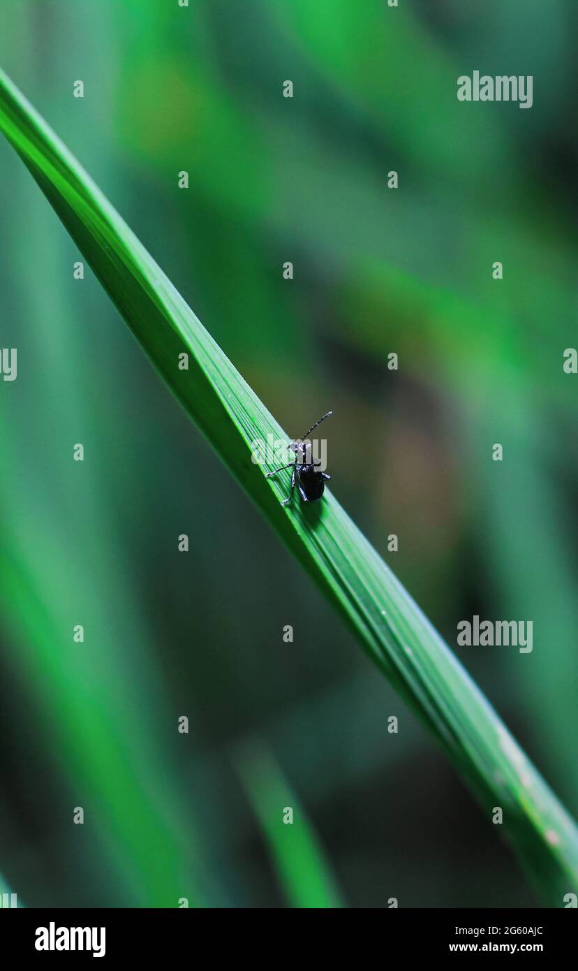 Piccolo scarabeo dal naso sanguinoso (Timarcha goettingensis) su erba verde. Un scarabeo senza luce nella famiglia dei Chrysomelidae, le foglie e le coleotteri di semi. Foto Stock