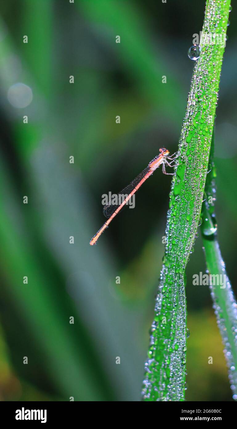 Bella scena natura libellula. Dragonfly nell'habitat naturale utilizzando come sfondo o wallpaper.The concetto di scrittura di un articolo. Dragonfly. Foto Stock