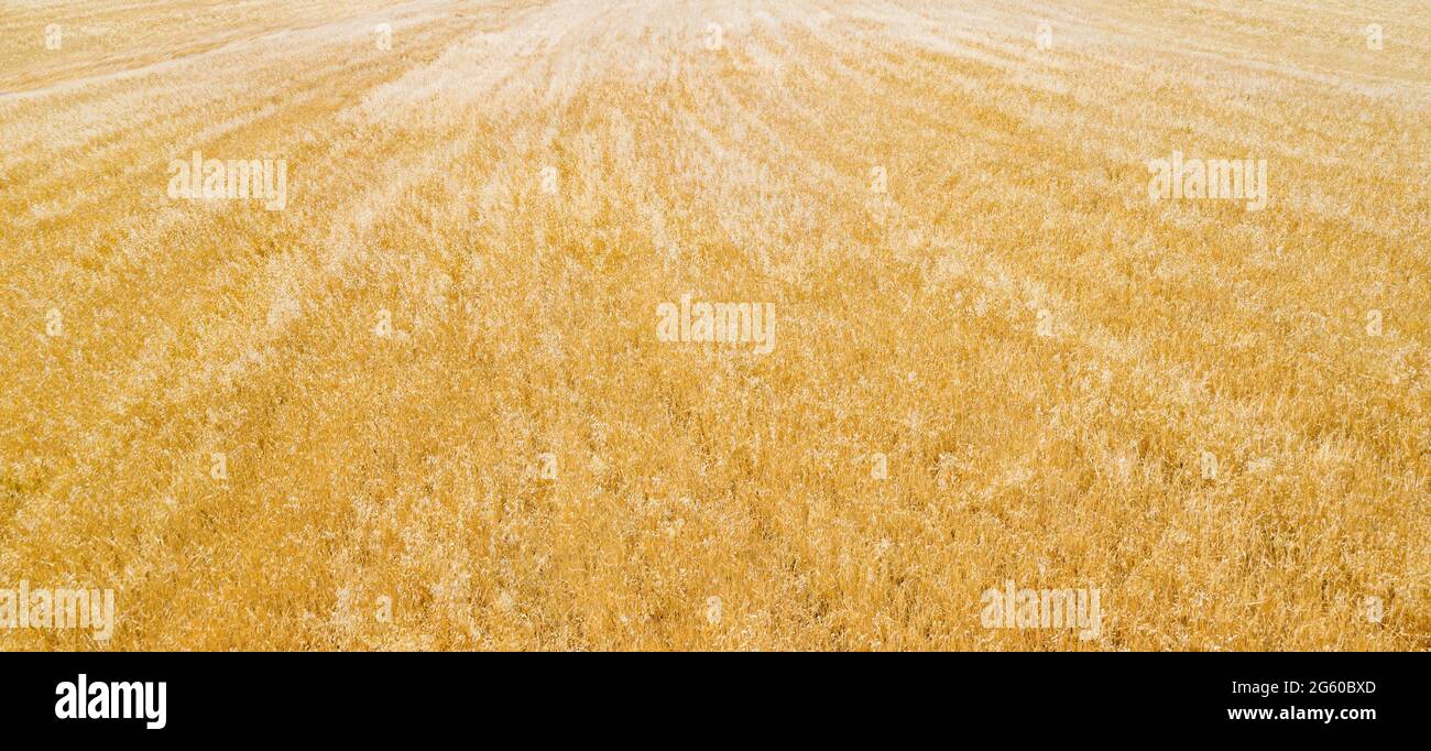 Campo di colture miste (foraggio per bestiame), panorama aereo, modello naturale Foto Stock