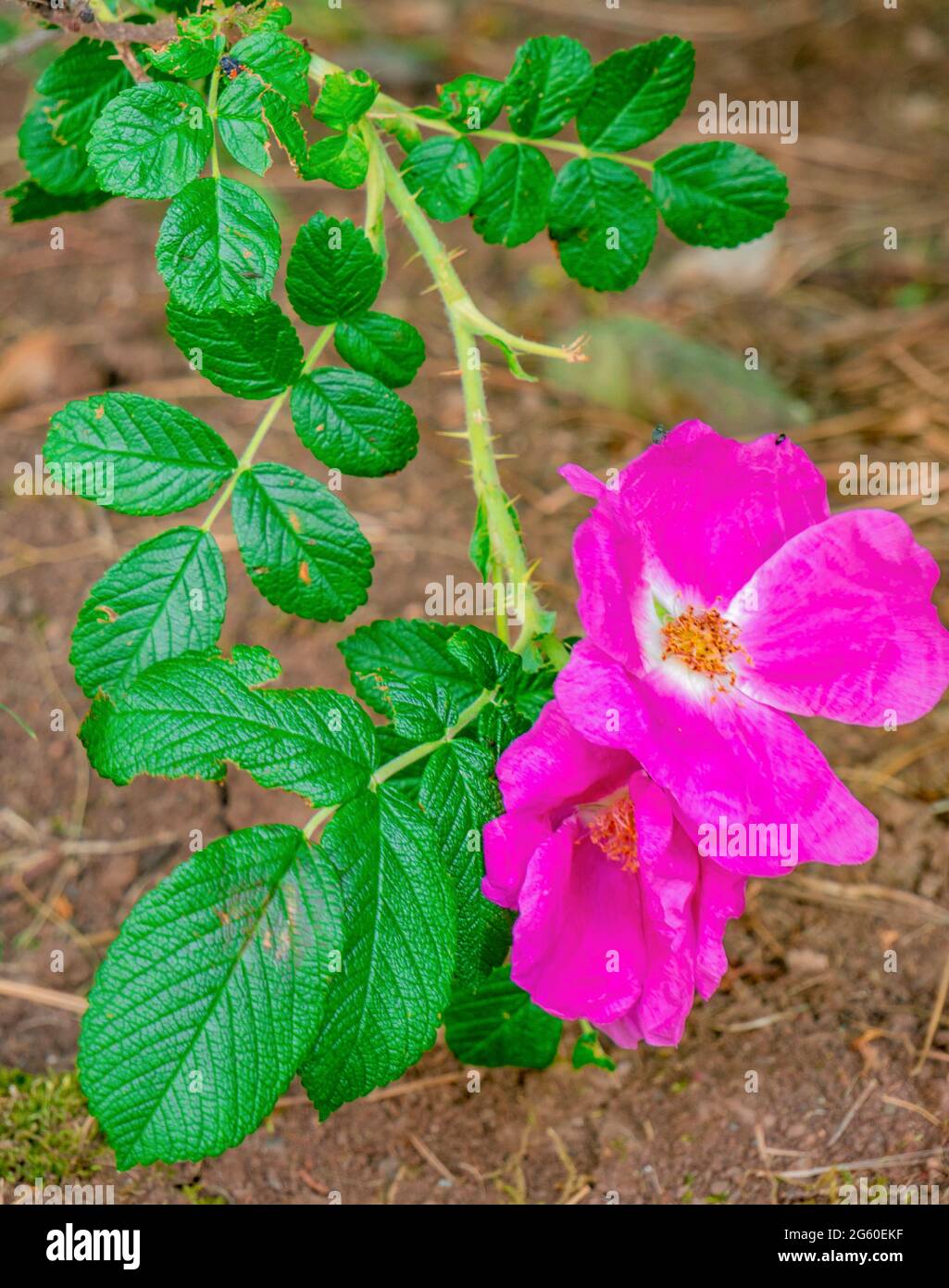 Spiaggia rosa (Rosa rugosa) fiori alla fine di un ramo barbato Foto Stock