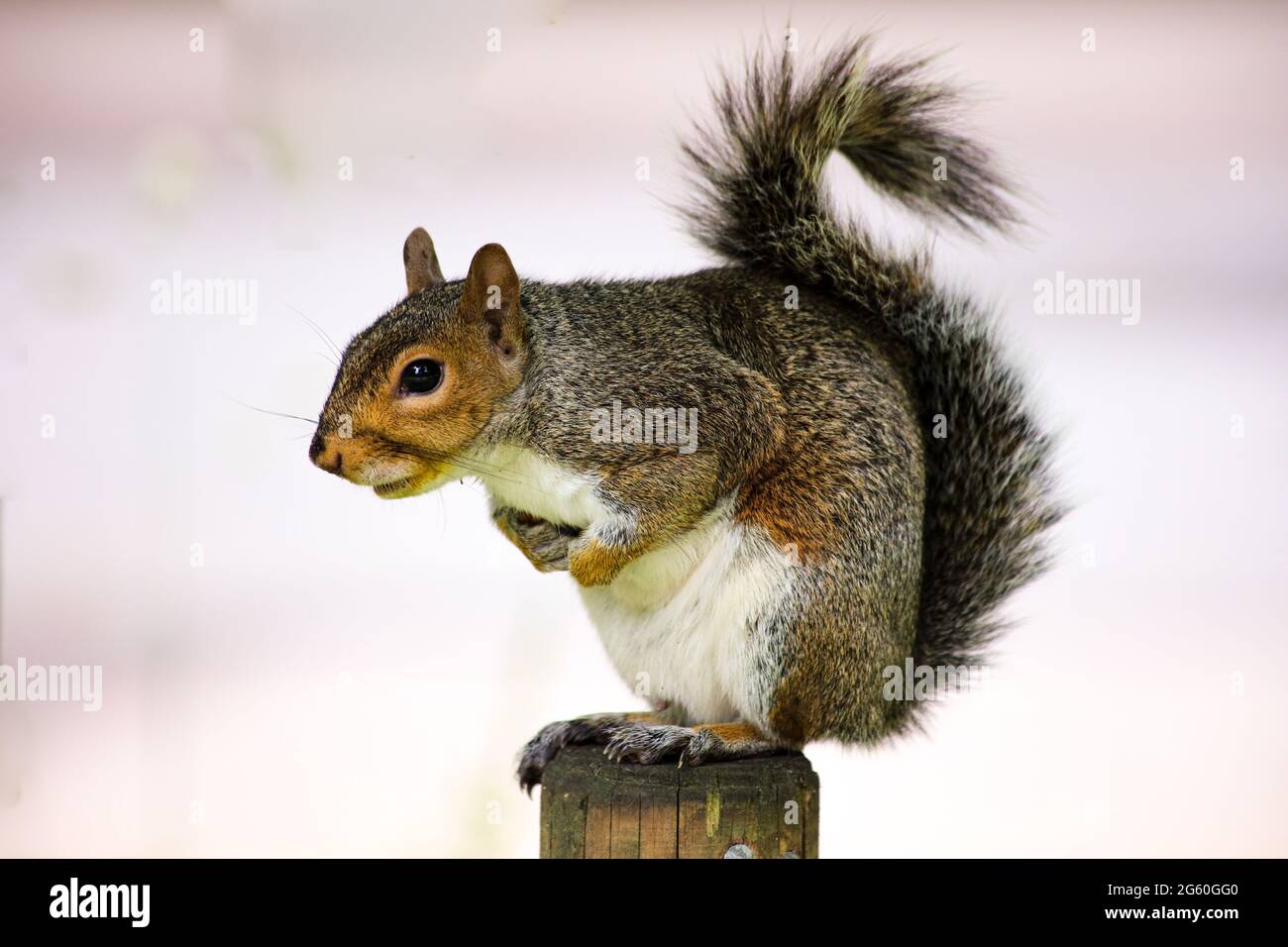 Uno scoiattolo grigio su un palo di legno Foto Stock