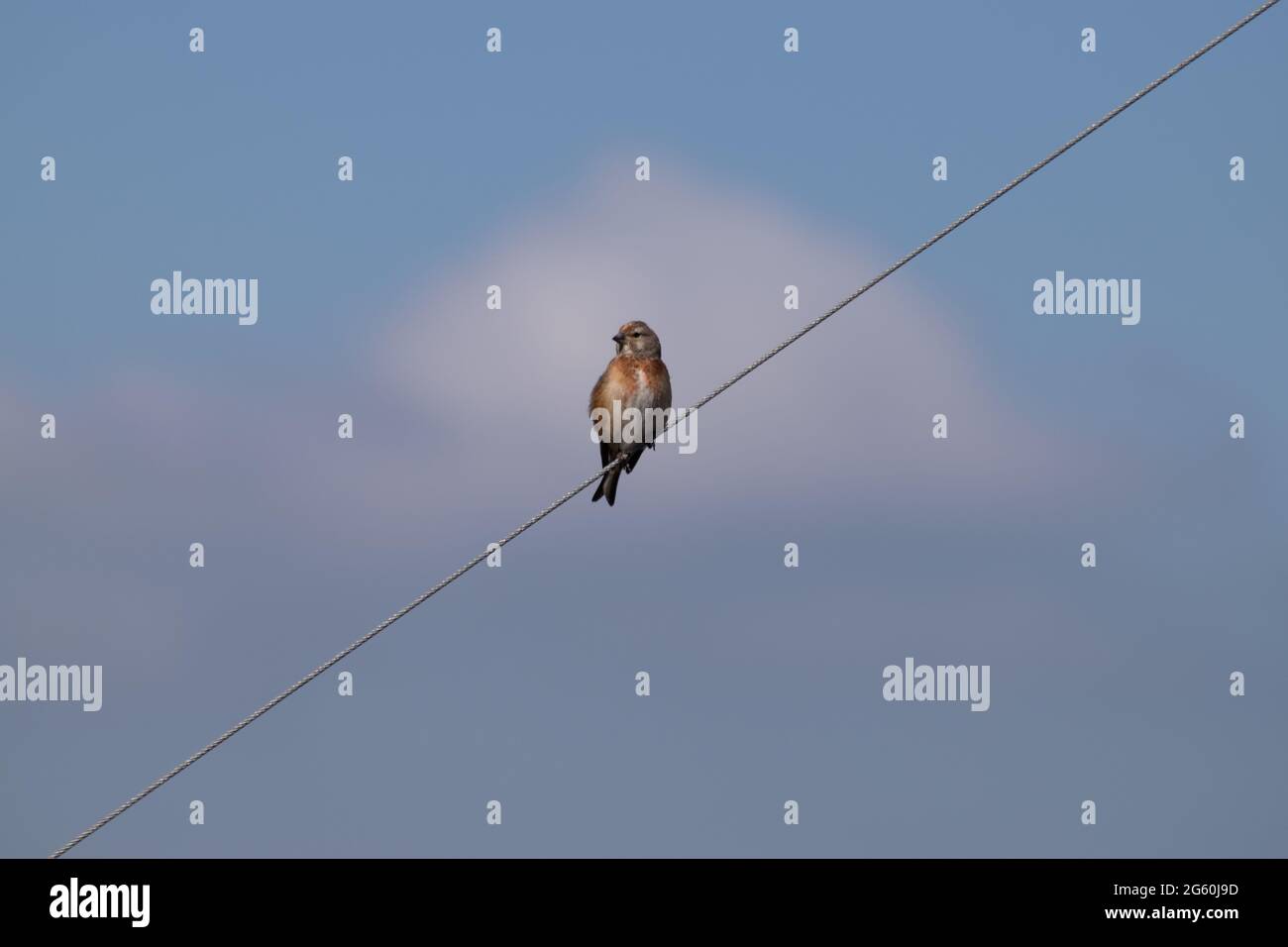 Singolo uccello appoggiato su linea cablata con cielo blu e nuvole diffuse sullo sfondo. Inquinamento atmosferico. Foto Stock