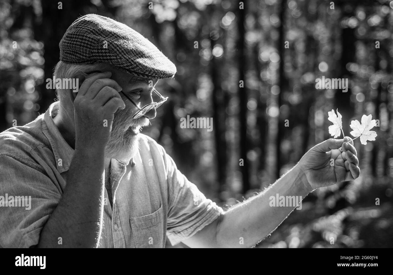 Curiosità alla botanica. Esplora il mondo intorno. Escursioni in pensione nella foresta in autunno giorno di sole. L'uomo vecchio raccoglie le foglie. Nonno barbuto nella foresta. Uomo Foto Stock