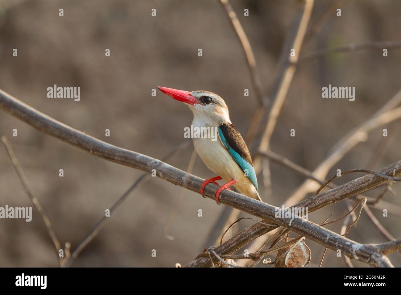 Un bosco kingfisher, Halcyon senegalensis, posatoi su un ramo. Foto Stock