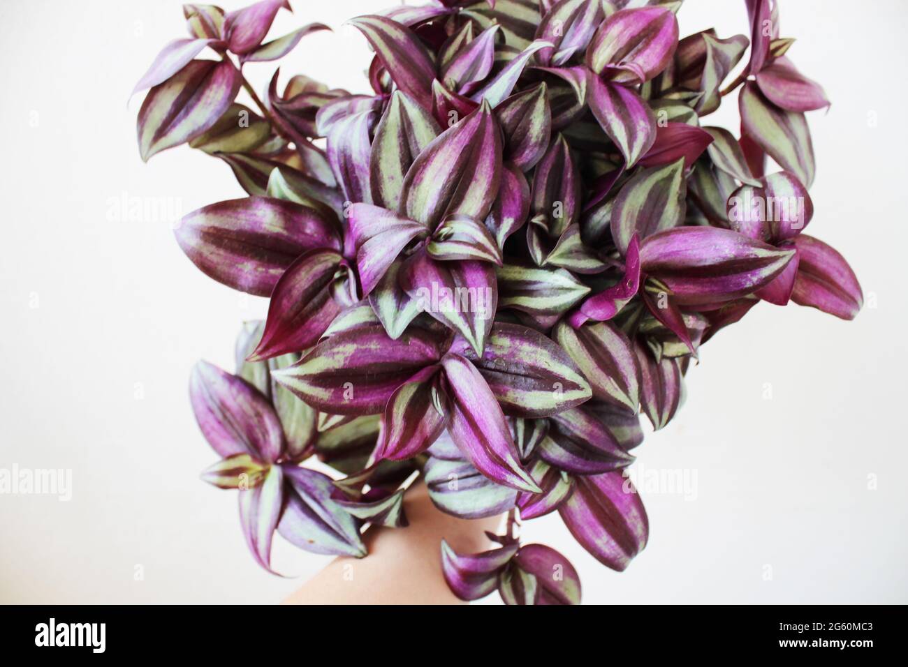 Tradescantia zebrina, conosciuta anche come pianta di pollice o giudeo vagabondante. Foto Stock