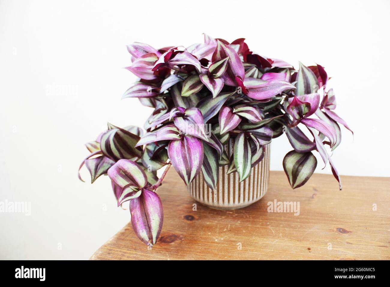 Tradescantia zebrina, conosciuta anche come pianta di pollice o giudeo vagabondante. Foto Stock