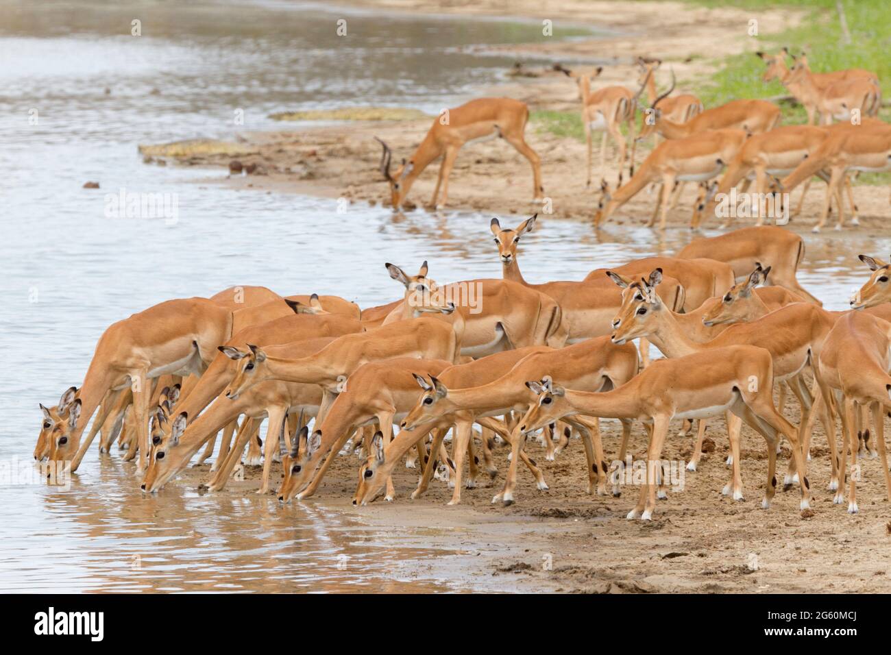 Una mandria di impala cautamente drink presso il bordo di un lago. Foto Stock