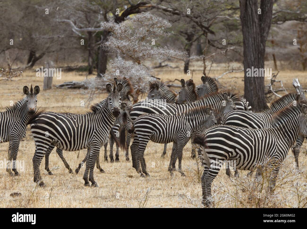 Zebre si fondono insieme come si riuniscono in un gruppo. Foto Stock