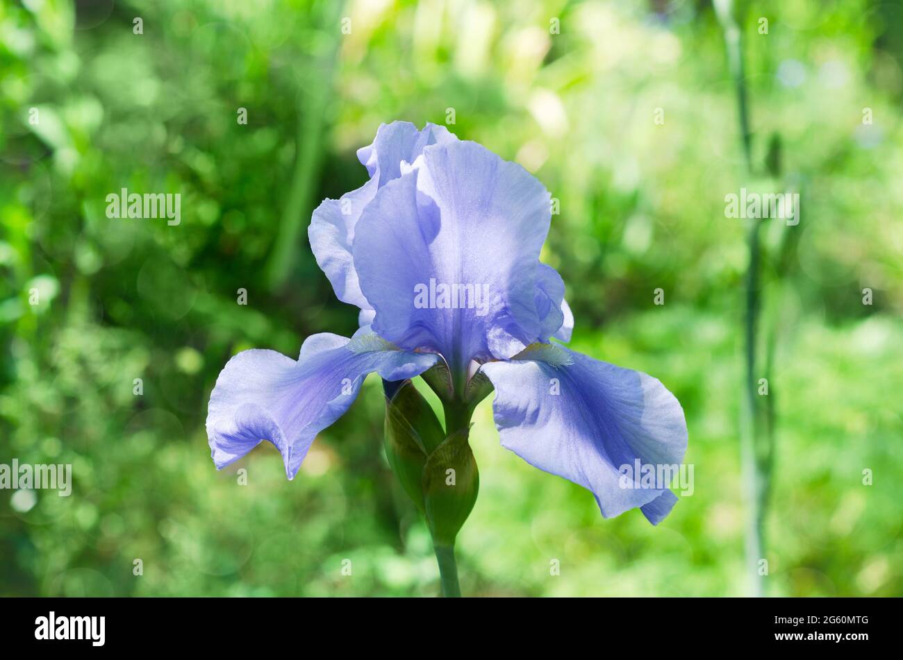 Blu iris fiore, su uno sfondo verde sfocato naturale. Il concetto di estate fiorente Foto Stock