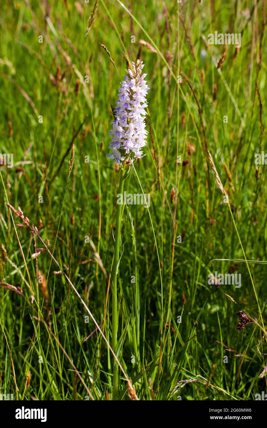 Bella Orchidea comune punteggiato nelle colline Cotswold Foto Stock