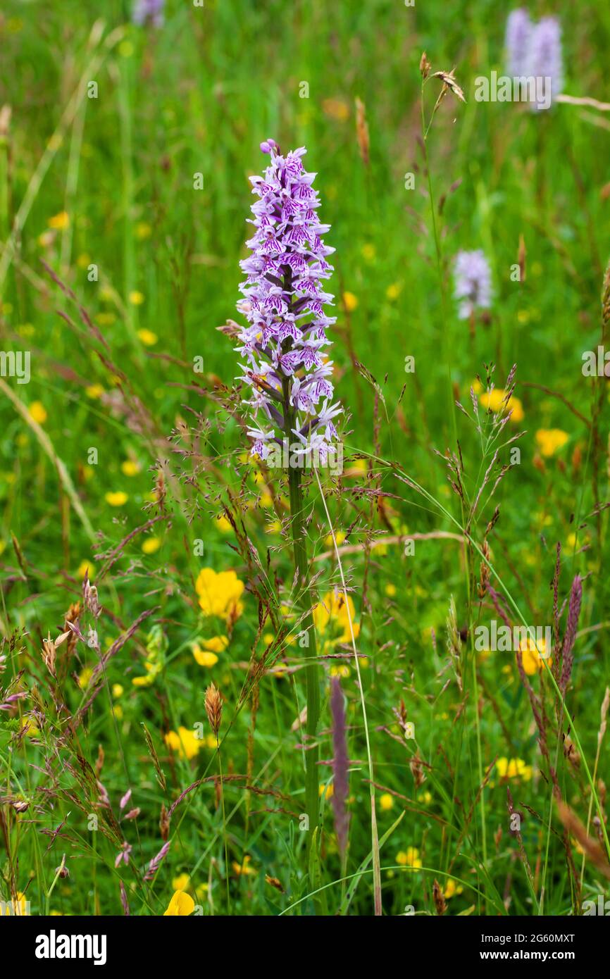 Bella Orchidea comune punteggiato nelle colline Cotswold Foto Stock