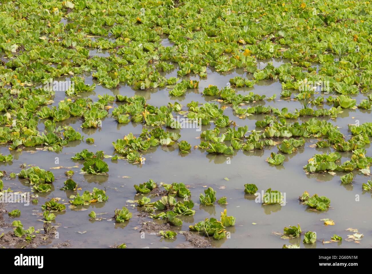 Una vista ravvicinata della lattuga d'acqua, Pistia stratiotes, che cresce su un lago. Foto Stock