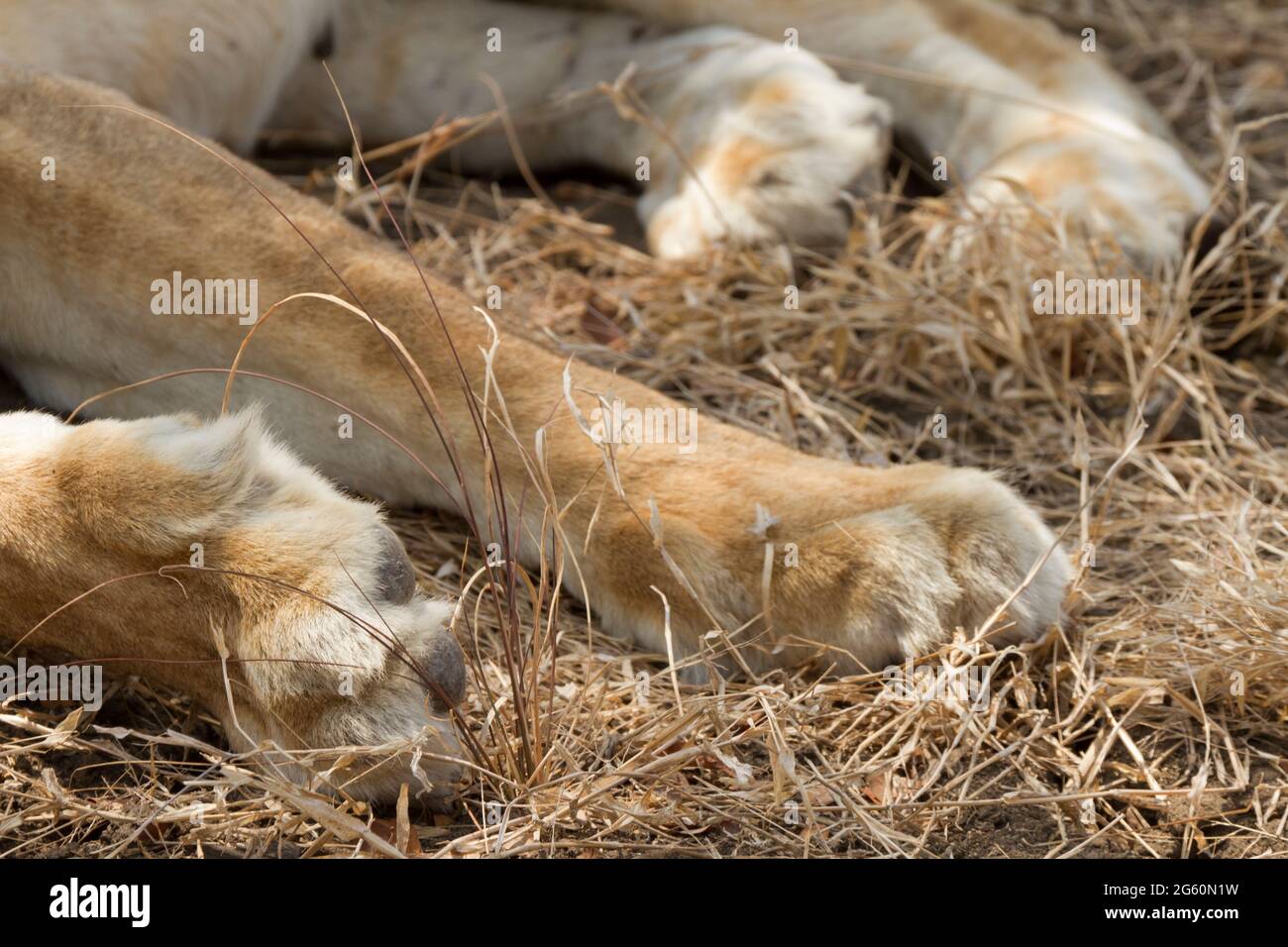 Le zampe di grandi dimensioni di un leone dormendo in erba. Foto Stock