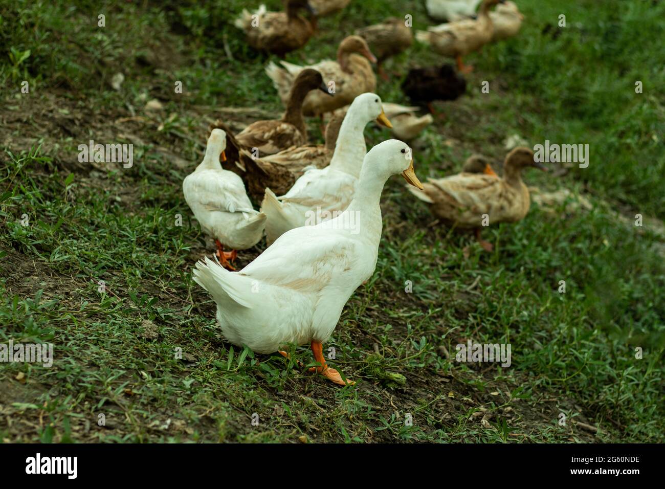 Le anatre indigene bianche e grigie corrono in acqua e sulla terra alla ricerca di cibo Foto Stock