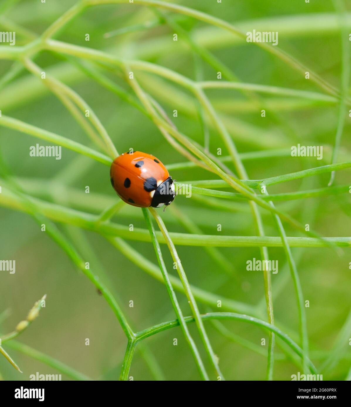 Cinque-spotted Lady Bug (Coccinella quinquepunctata) strisciando su sottili foglie di finocchio. Foto Stock