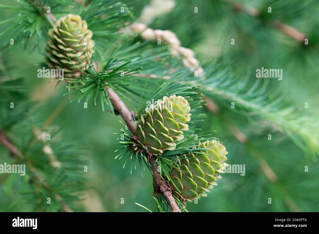 coni verdi di larice primaverile su chiodo di ramoscello fuoco selettivo Foto Stock