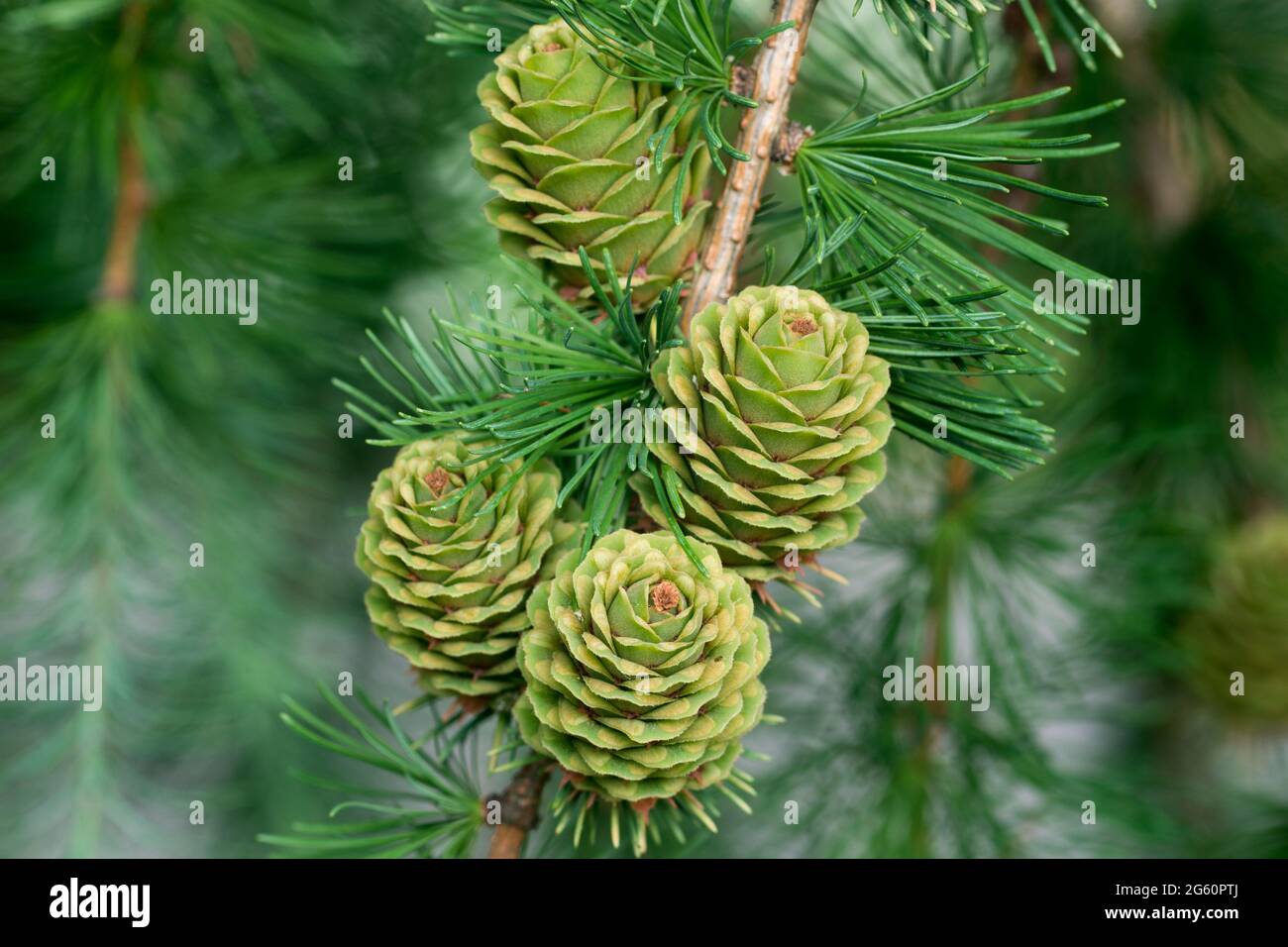 coni verdi di larice primaverile su chiodo di ramoscello fuoco selettivo Foto Stock