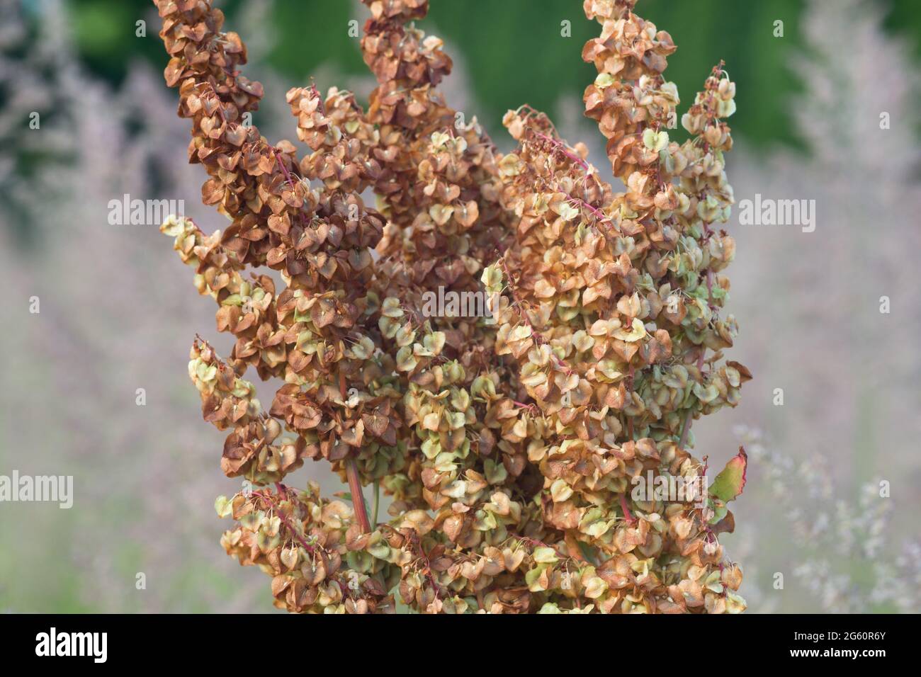 Alpinus rumex, fiori di rabarbaro monaco in fuoco selettivo closeup prato Foto Stock