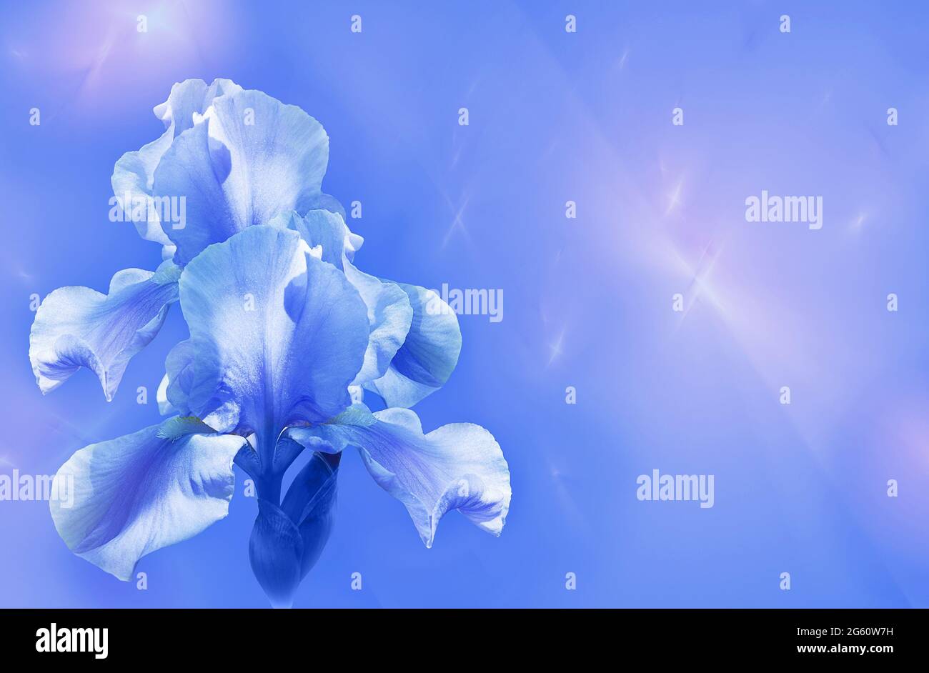 Bellissimi fiori blu iris su sfondo frattale Foto Stock