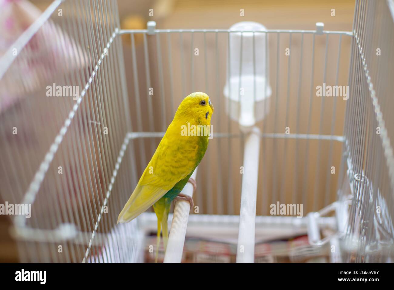 Carino piccolo parakeet budgie a casa Foto Stock