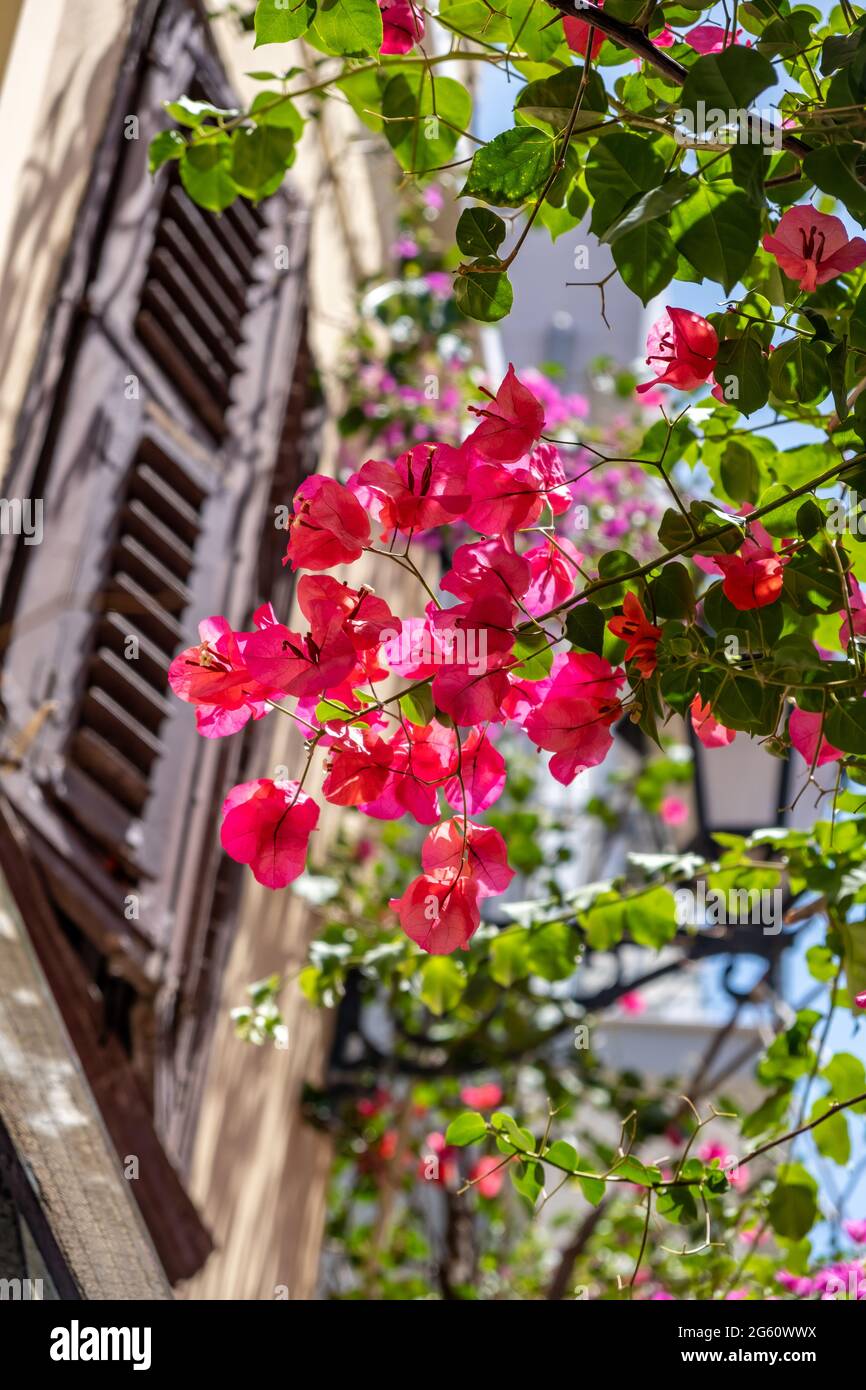 Bougainvillea fiore pianta, rosso magenta colore fiori, blur edificio facciata sfondo. Città vecchia di Nafplion. Grecia, destinazione estiva Foto Stock