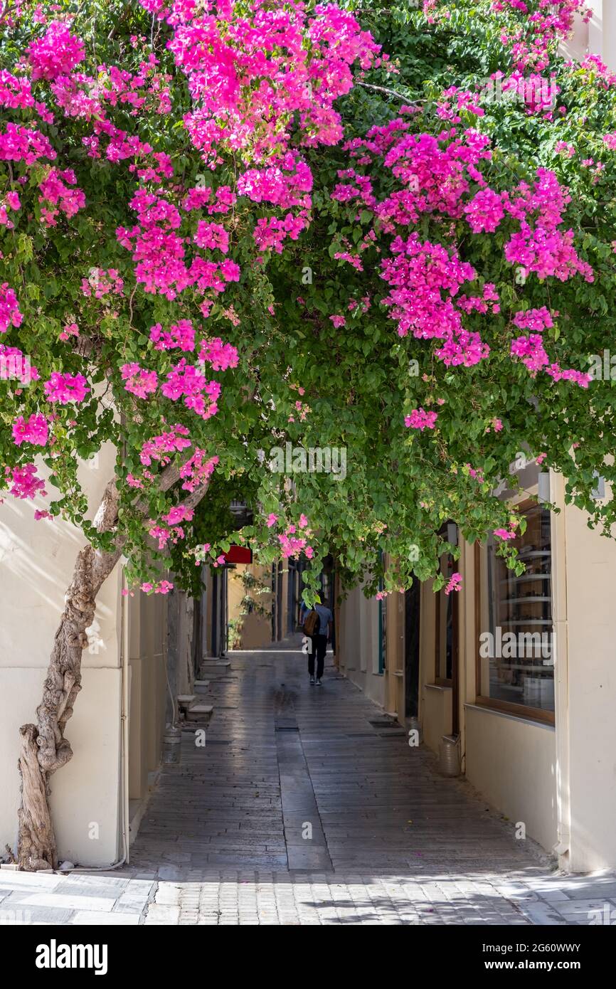 Città di Nafplion, Grecia, città vecchia. Bougainvillea fiore pianta rosso fucsia colore fiori, all'ingresso di una stretta strada acciottolata, in estate Foto Stock