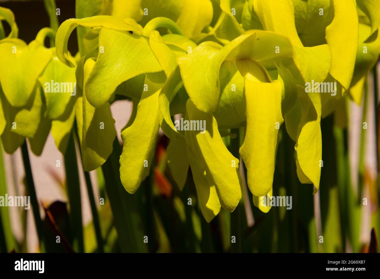 Primo piano di fioritura di una piantana gialla, chiamata anche Sarracenia fava o Gelbe Schlauchpflanze Foto Stock