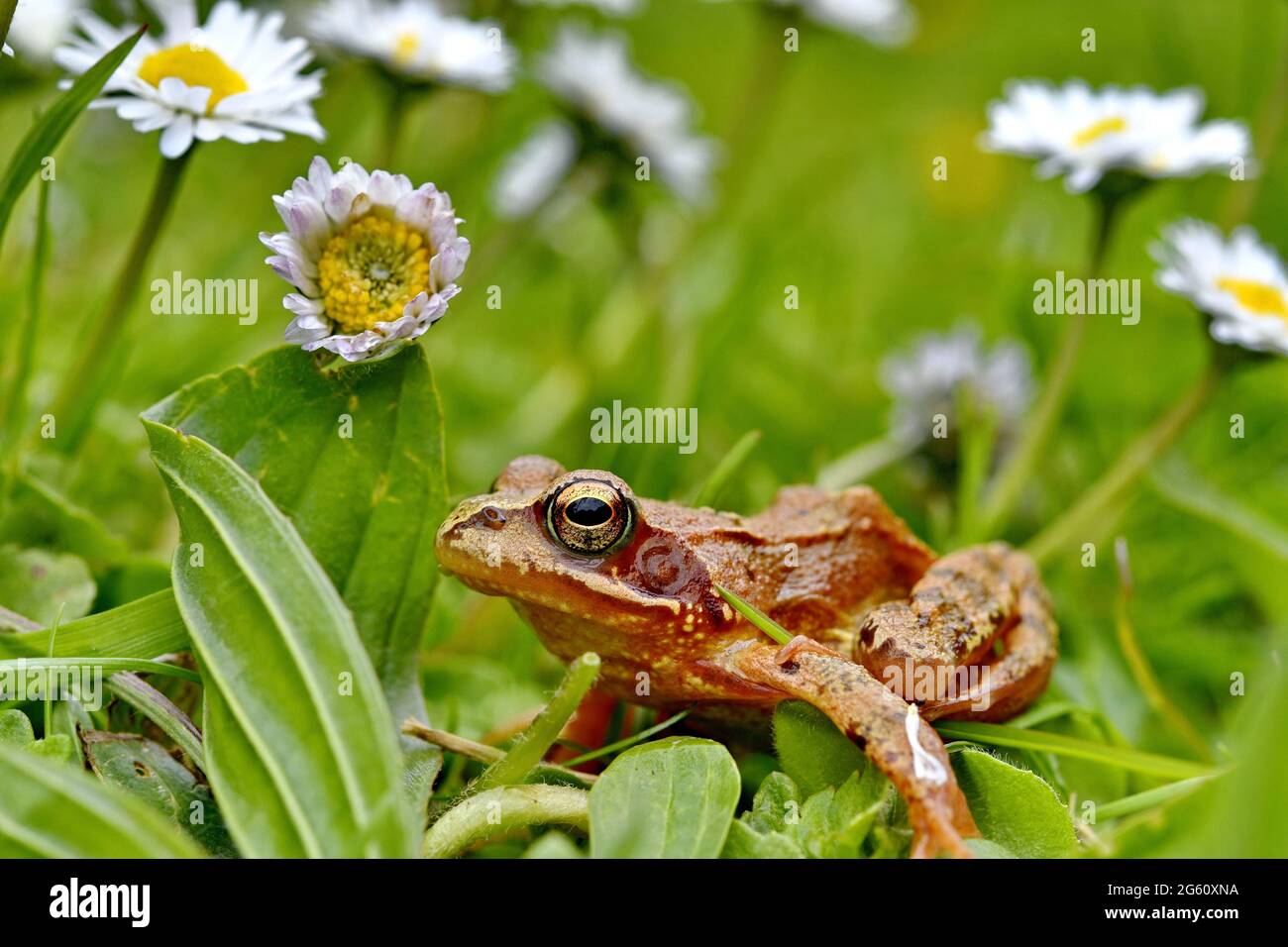 Francia, Doubs, anfibi, rana comune (Rana temporaria) Foto Stock
