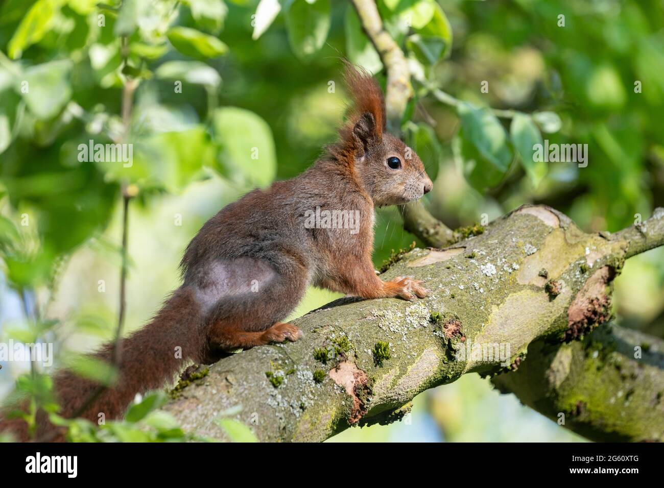 Francia, Bas Rhin, Strasburgo, giardino, Squirrel rosso con alopecia areata (Sciurus vulgaris), su un albero vicino a una stazione di alimentazione Foto Stock