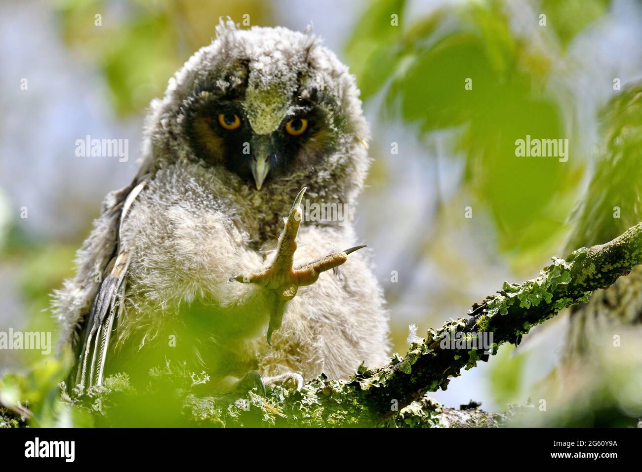 Francia, Doubs, fauna, uccello, riproduzione, Gufo ad orecchie lunghe (Asio otus), pulcino che ha lasciato il nido su un ramo Foto Stock