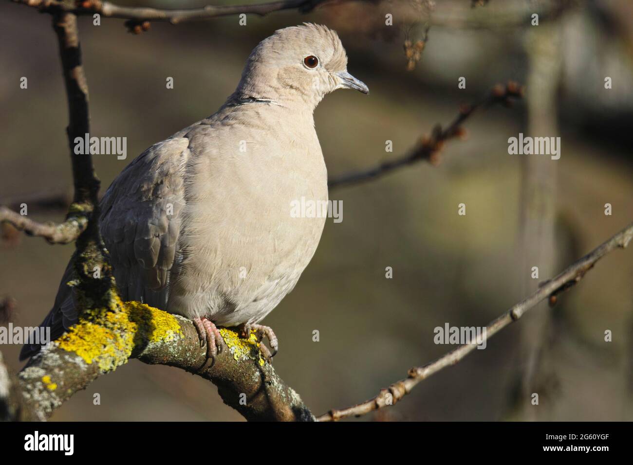 Francia, basso Reno, Obernai, Colomba Turca (Streptopelia decaocto), posta in un albero di ciliegio Foto Stock