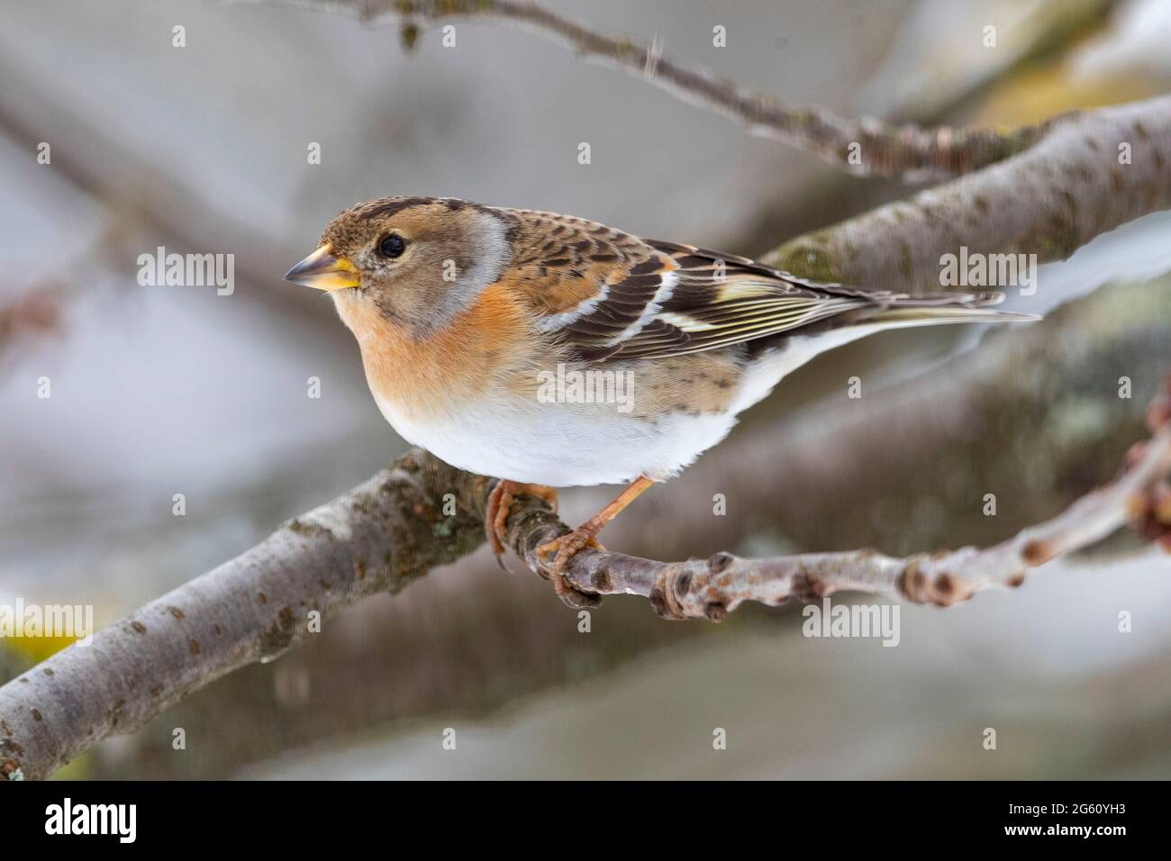 Francia, Bas Rhin, Obernai, Chaffinch settentrionale (Fringilla montifringilla), donna adulta posta in una ciliegia in inverno con neve Foto Stock