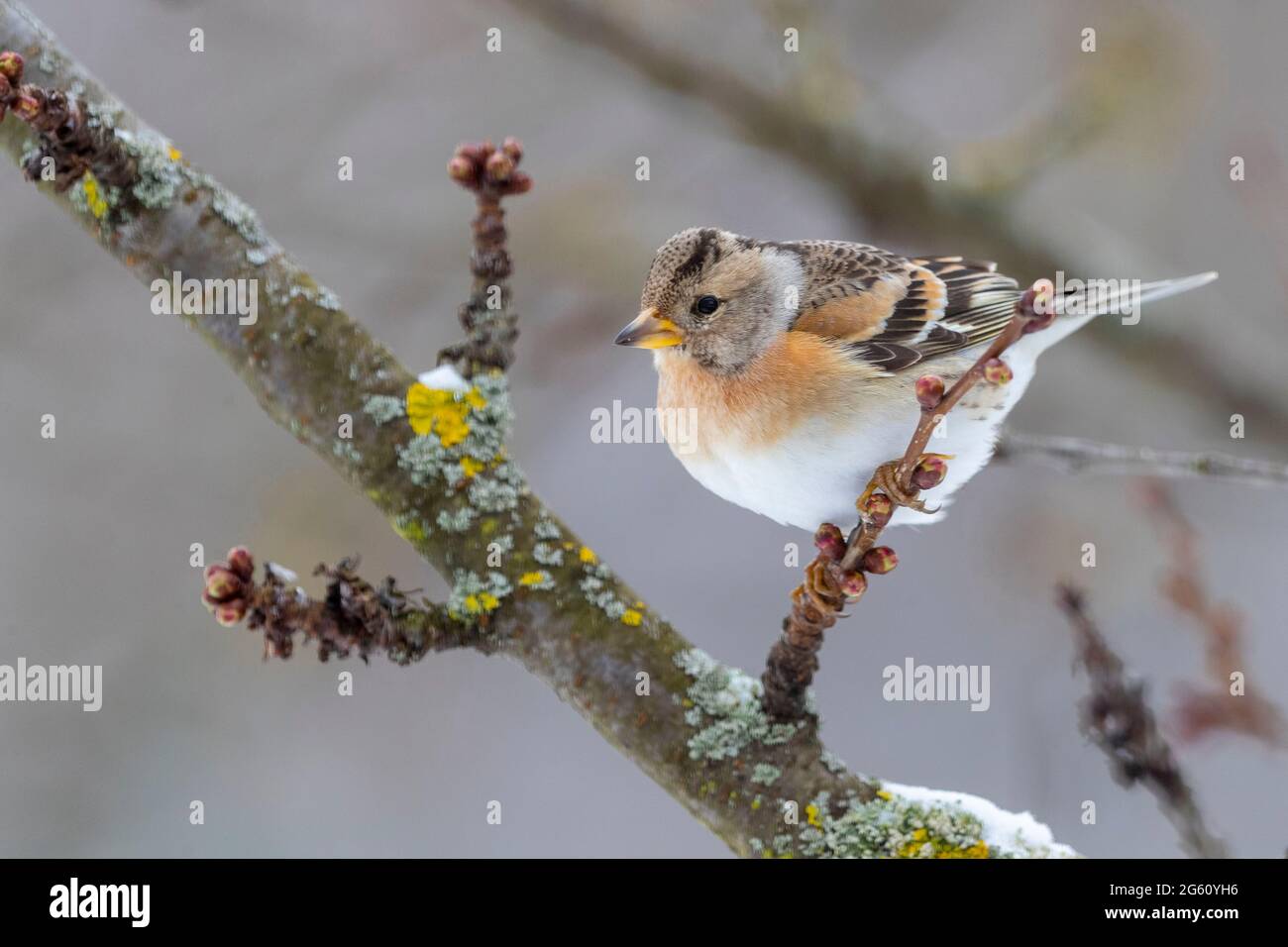Francia, Bas Rhin, Obernai, Chaffinch settentrionale (Fringilla montifringilla), donna adulta posta in una ciliegia in inverno con neve Foto Stock