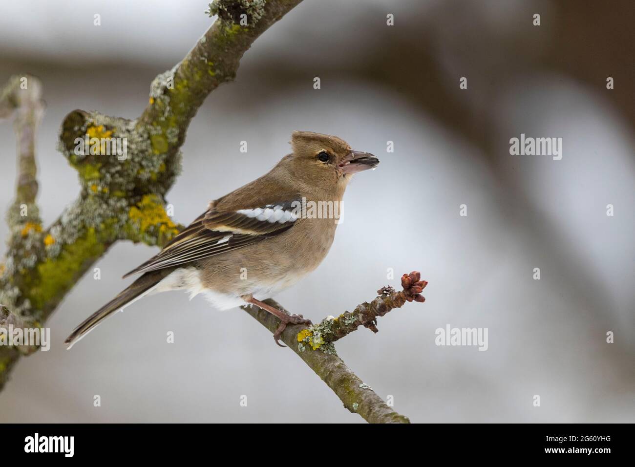 Francia, Bas Rhin, Obernai, Chaffinch (coelebs Fringilla), Femminile posato in un albero di ciliegio in inverno con neve, mangiare un seme di girasole Foto Stock