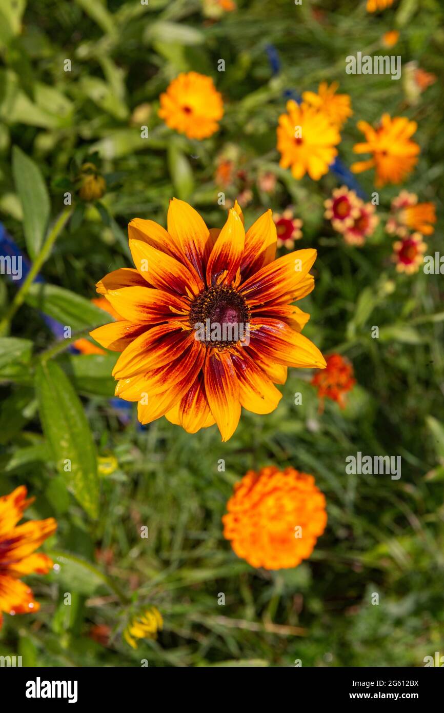 Francia, Ille et Vilaine, corpi nudi, la Lande aux Pitois, Rocambole giardini, ortaggi artistici e giardini botanici in agricoltura biologica, UN incontro tra arte e natura, Dahlia sp. In fiore Foto Stock