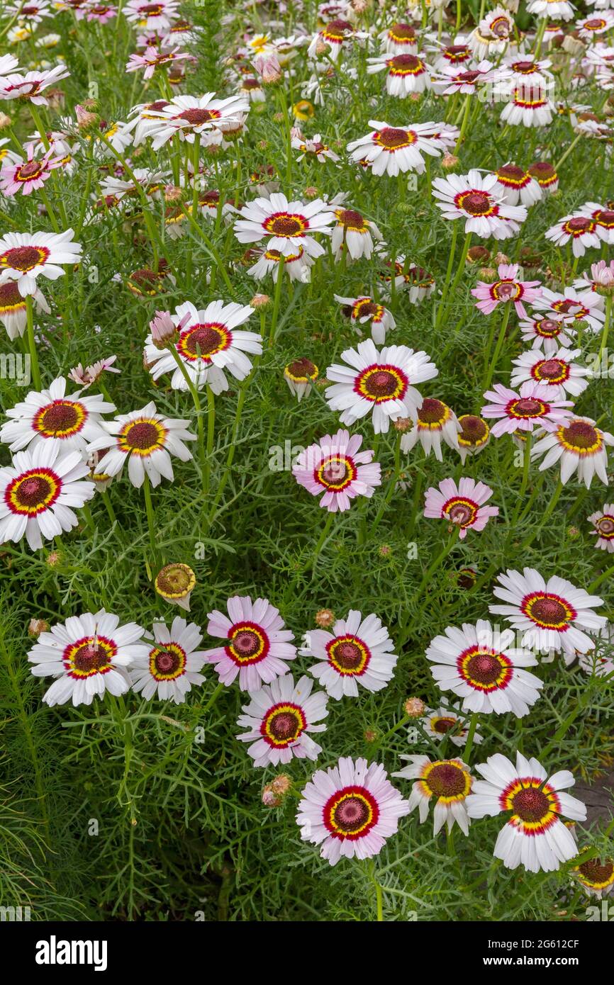 Francia, Ille et Vilaine, Corps Nuds, la Lande aux Pitois, Rocambole giardini, ortaggi artistici e giardini botanici in agricoltura biologica, un incontro tra arte e natura, cockade crisanthemum, massiccio di fiori Foto Stock