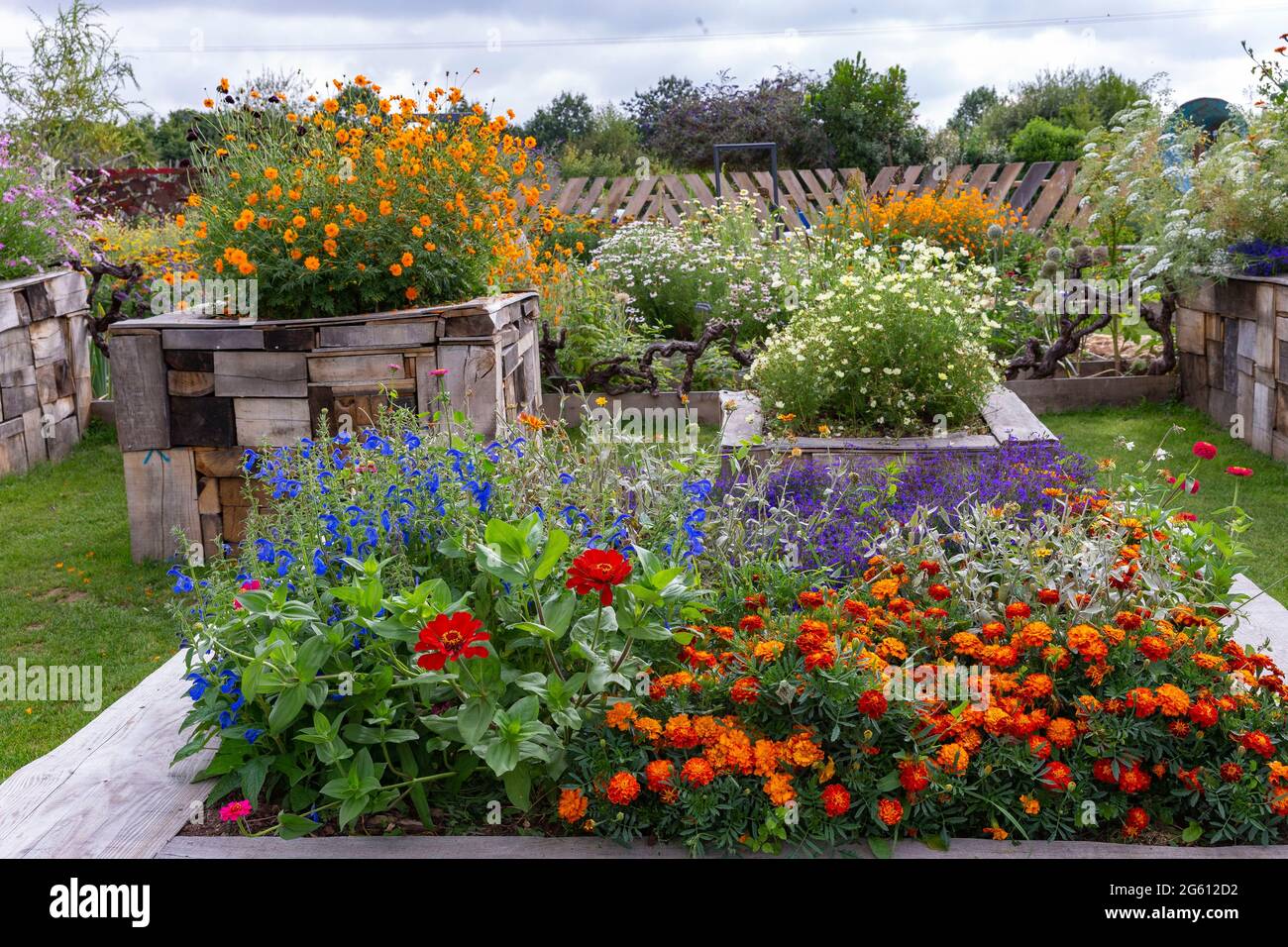 Francia, Ille et Vilaine, corpi nudi, la Lande aux Pitois, Rocambole giardini, ortaggi artistici e giardini botanici in agricoltura biologica, UN incontro tra arte e natura, massiccio fiorito con Marigold Foto Stock