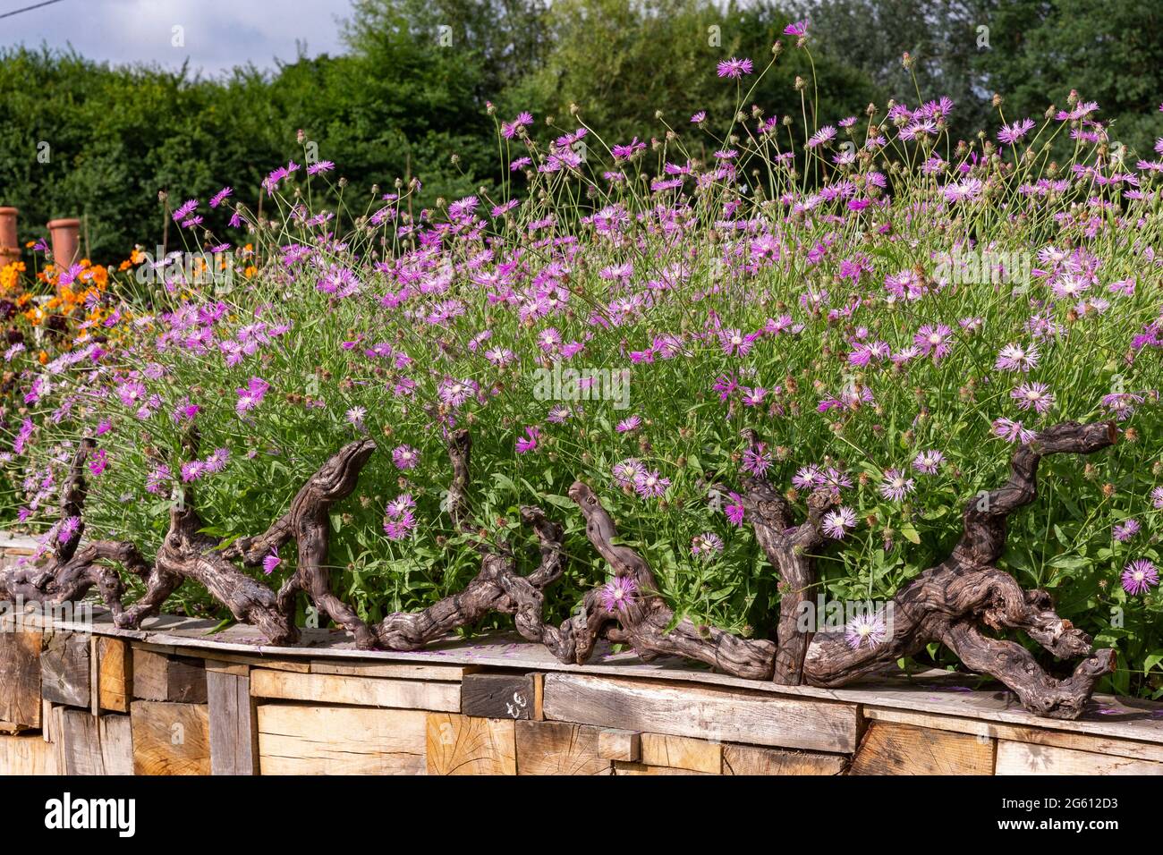 Francia, Ille et Vilaine, Corps Nuds, la Lande aux Pitois, Rocambole giardini, ortaggi artistici e giardini botanici in agricoltura biologica, UN incontro tra arte e natura, aiuole, in aiuole fiorite Foto Stock