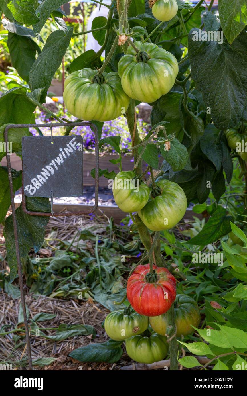 Francia, Ille et Vilaine, Corps Nuds, la Lande aux Pitois, Rocambole giardini, ortaggi artistici e giardini botanici in agricoltura biologica, un incontro tra arte e natura, coltivazione di pomodori sp. Foto Stock