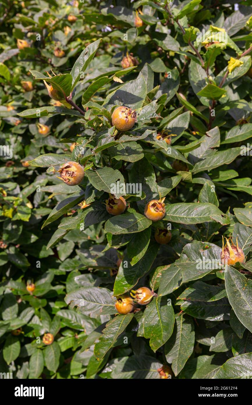 France, Bretagne, Ille-et-Vilaine (35), Corps Nuds, la Lande aux Pitois, Les jardins Rocambole, Jardins Potagers et botaniques artistiques en Agriculture biologique, une rencontre entre l'art et la Nature Foto Stock