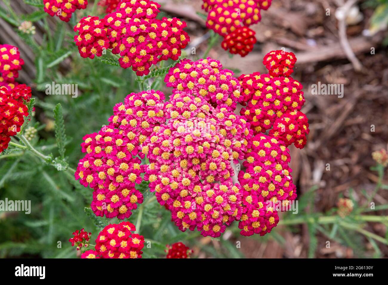 Francia, Ille et Vilaine, Corps Nuds, la Lande aux Pitois, Les jardins Rocambole, ortaggi artistici e giardini botanici in agricoltura biologica, un incontro tra arte e natura, massiccio floreale di Achillea millefeuille (Achillea millefolefolium L.) Foto Stock