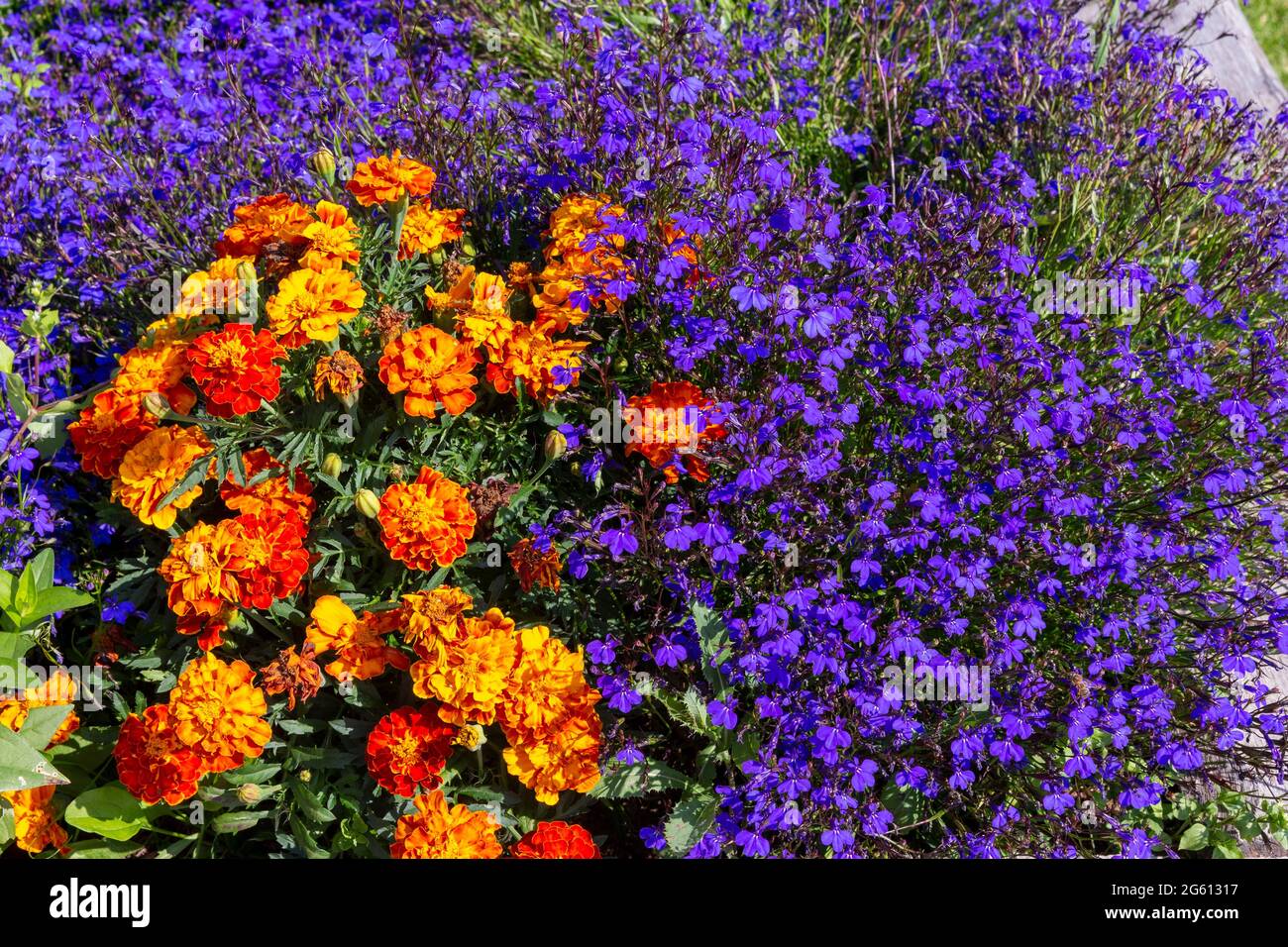 Francia, Ille et Vilaine, Corps Nuds, la Lande aux Pitois, Rocambole giardini, ortaggi artistici e giardini botanici in agricoltura biologica, UN incontro tra arte e natura, aiuole, in aiuole, Lobelia e Marigold Foto Stock