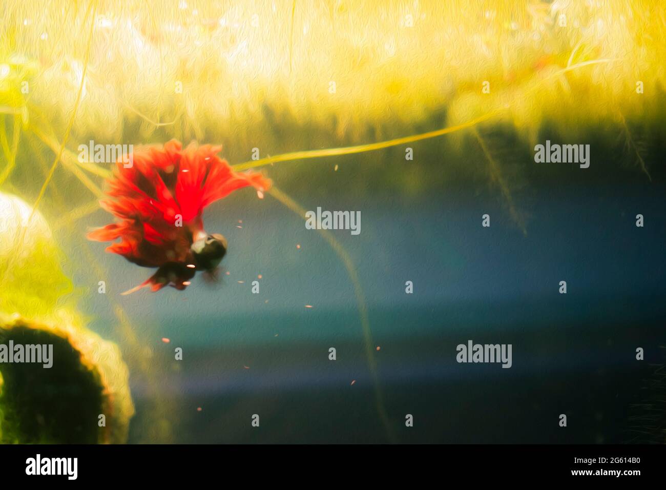 Pesce rosso profondo Dragon Betta con corpo in teal, acquario in casa. Nuotate in cima all'acquario con piante galleggianti Foto Stock