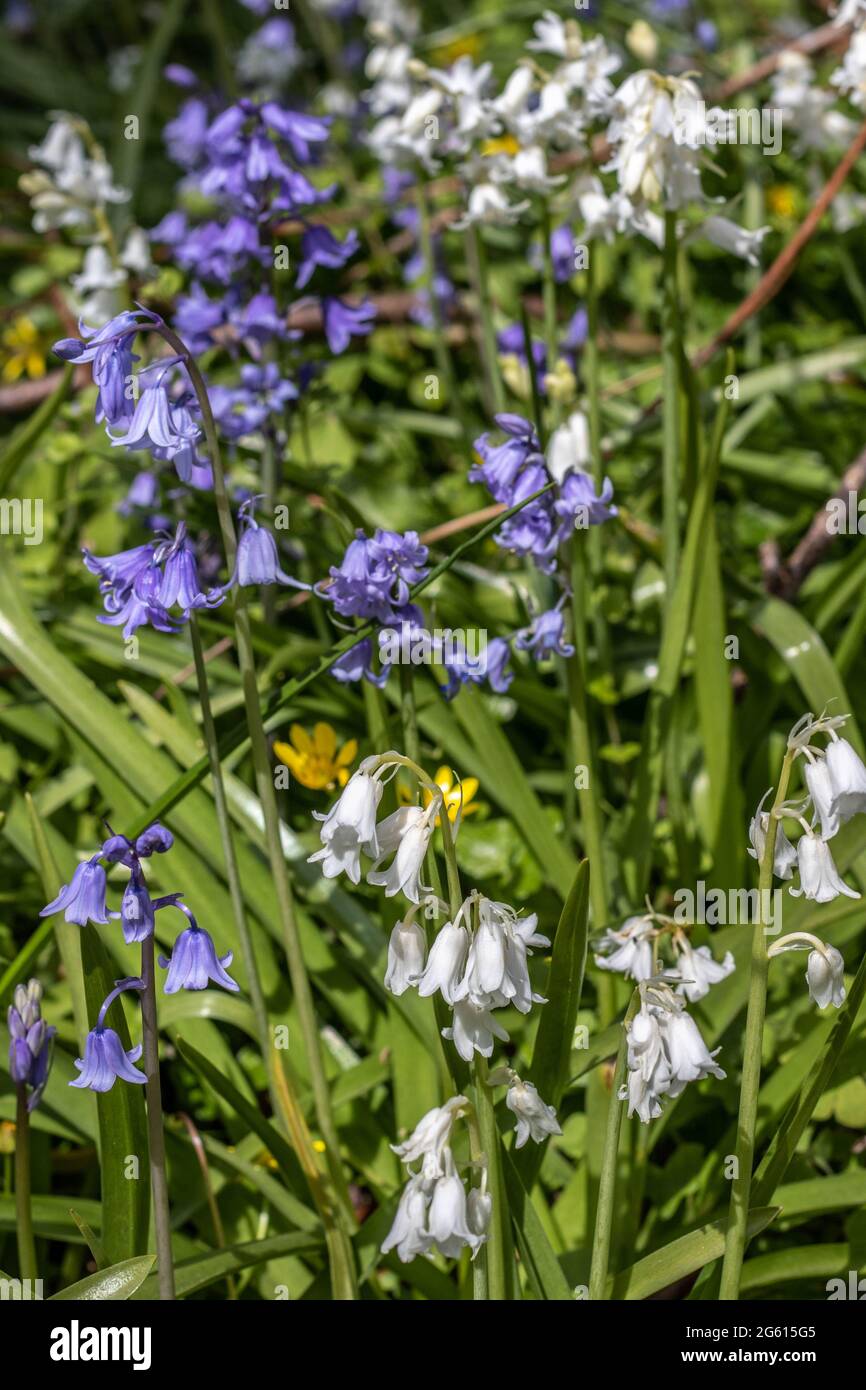 Graziosi bluebells spagnoli bianchi e blu Foto Stock