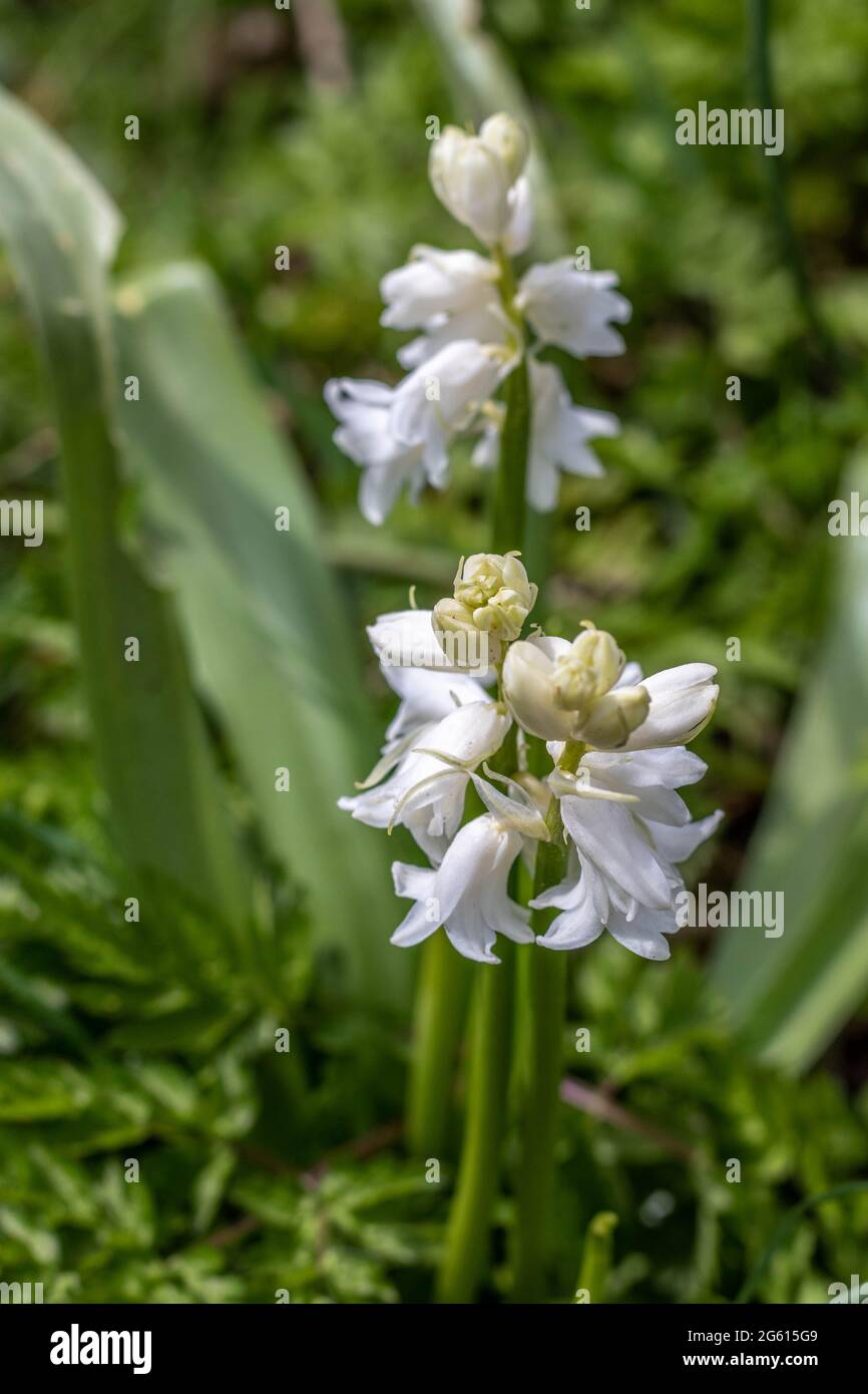Bianco spagnolo Bluebells al sole di primavera Foto Stock