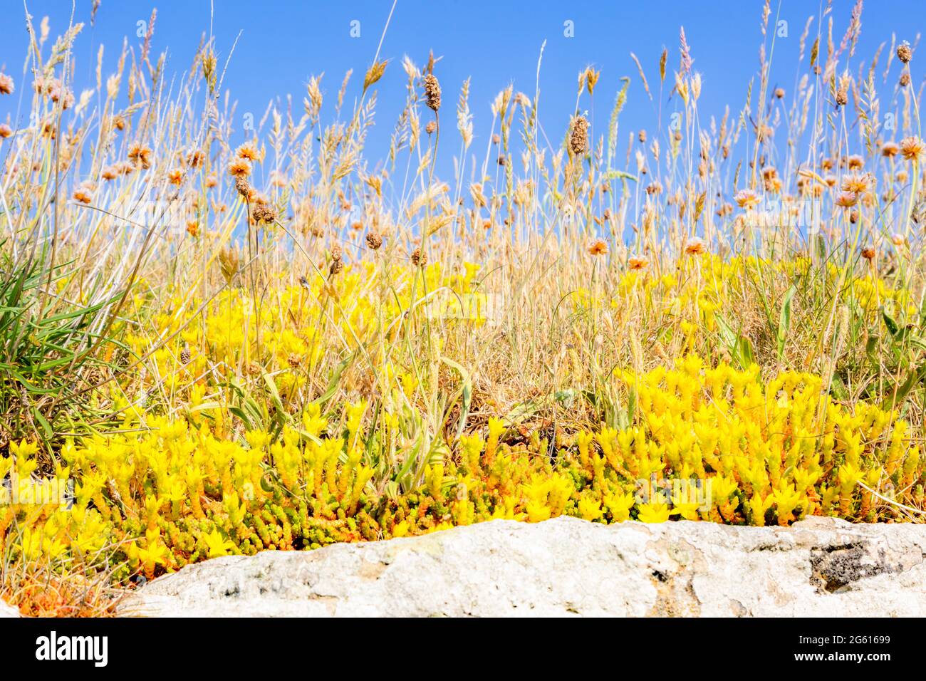 , o stonecrop, crescendo selvatico sulla costa del Northumberland, Regno Unito Foto Stock