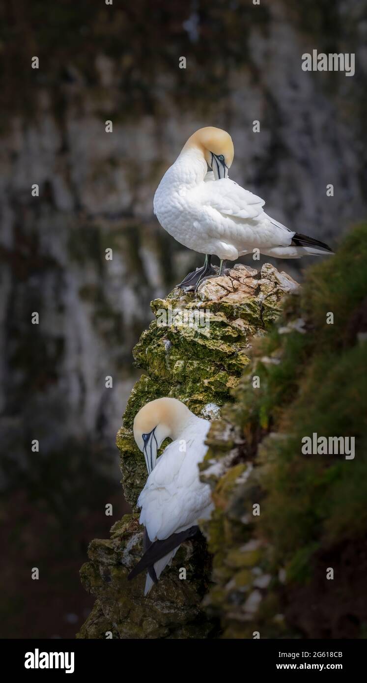 Gannets - wonderful seabirds RSPB Bempton Cliffs East Yorkshire Foto Stock