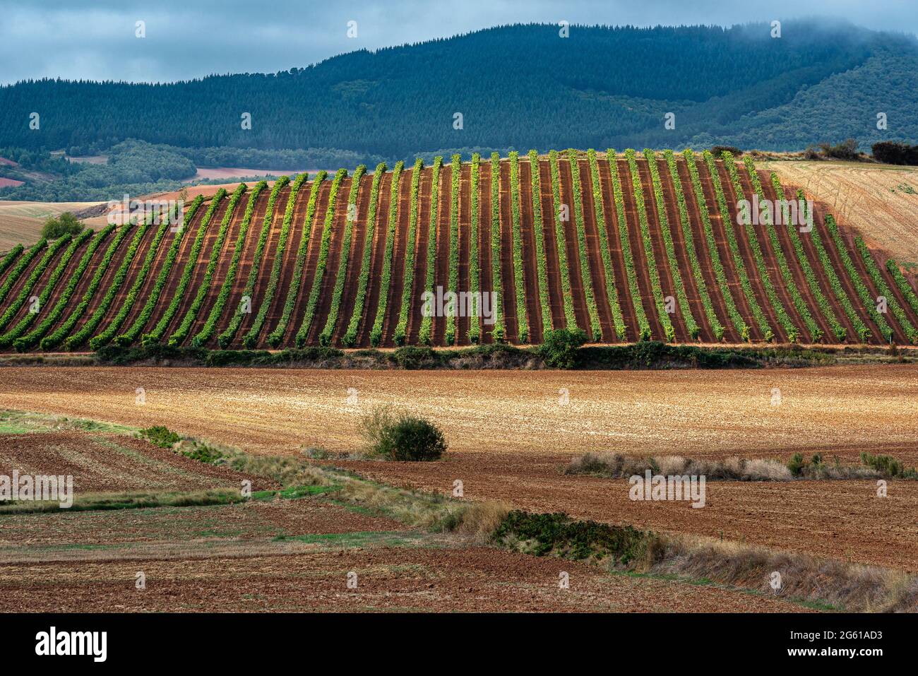Vigneti con la catena montuosa Demanda come sfondo, la Rioja, Spagna Foto Stock