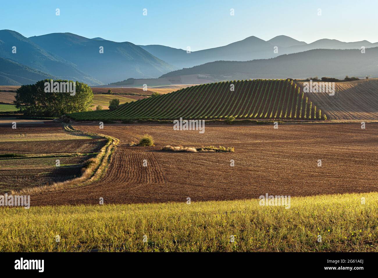 Vigneti con la montagna di San Lorenzo come sfondo, la Rioja, Spagna Foto Stock